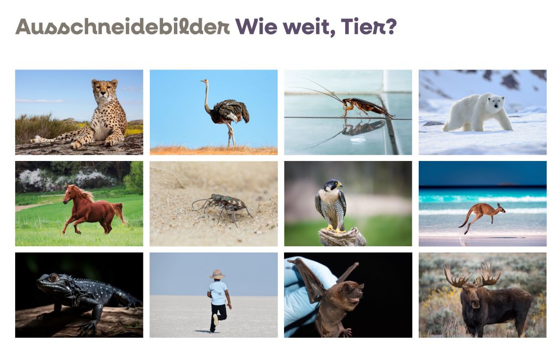 Verschiedene Tierbilder ein einem 4 x 3 Raster.